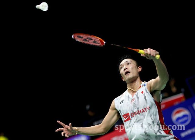 了橄榄枝 了橄榄枝